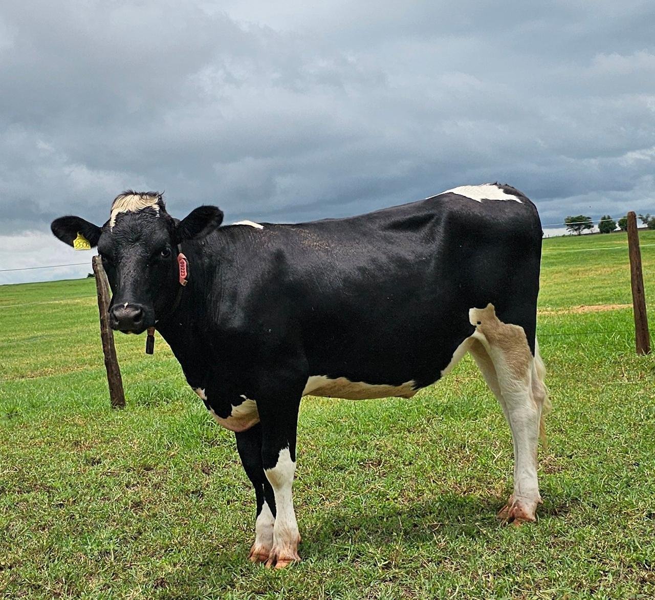 LOTE 11 BARRETO TANIA ASTRIDE DELIVER 2608