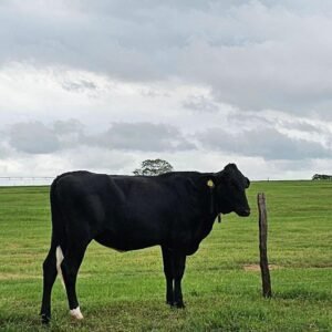 LOTE 13 BARRETO ARTEMIS VIRGINIA MARBLE RED 2606