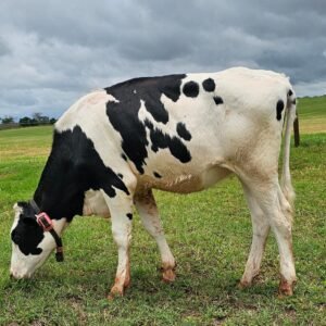 LOTE 17 BARRETO ELIZA BRANCA MARBLE RED 2620