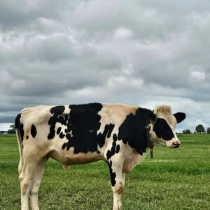 LOTE 18 BARRETO DONQUIXOTE MELANIA LOUIS P - M38