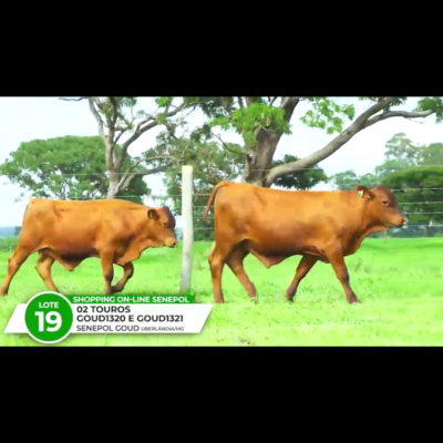 RAVI DA GOUD FIV – ETHAN DA GOUD FIV *