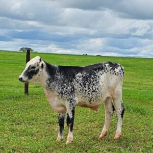 LOTE 19 BARRETO NITRO MARIETA LOUIS P - M40