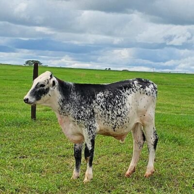 LOTE 19 BARRETO NITRO MARIETA LOUIS P – M40