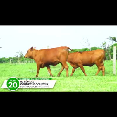 JANDAIA DA GOUD FIV – GYOVANA DA GOUD FIV *