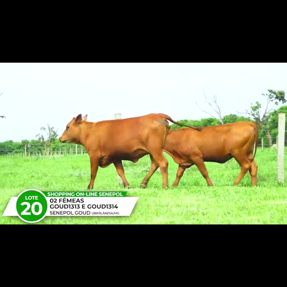 JANDAIA DA GOUD FIV - GYOVANA DA GOUD FIV *