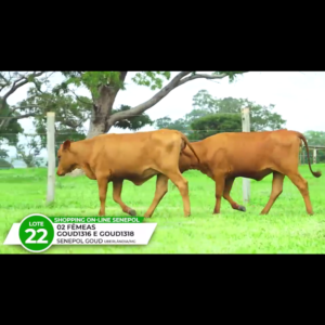 CORA DA GOUD FIV - SOPHIA DA GOUD FIV *