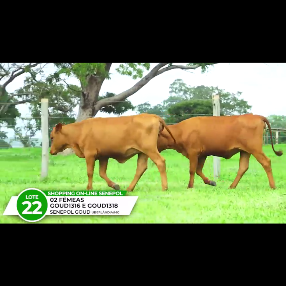 CORA DA GOUD FIV - SOPHIA DA GOUD FIV *