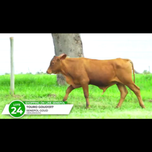 LOTE 24 DRAGON DA GOUD FIV