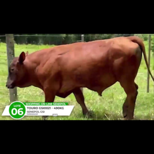 LOTE 06 BALSAMO CCRP 92 1 A TE