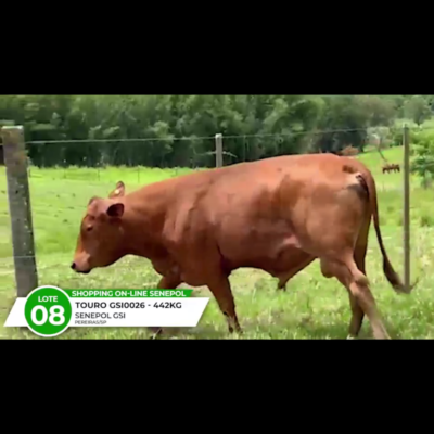 LOTE 08 CARVALHO DO CCRP TE