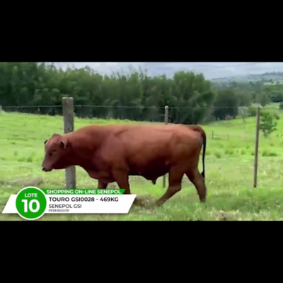 LOTE 10 CUMARU DO CCRP FIV