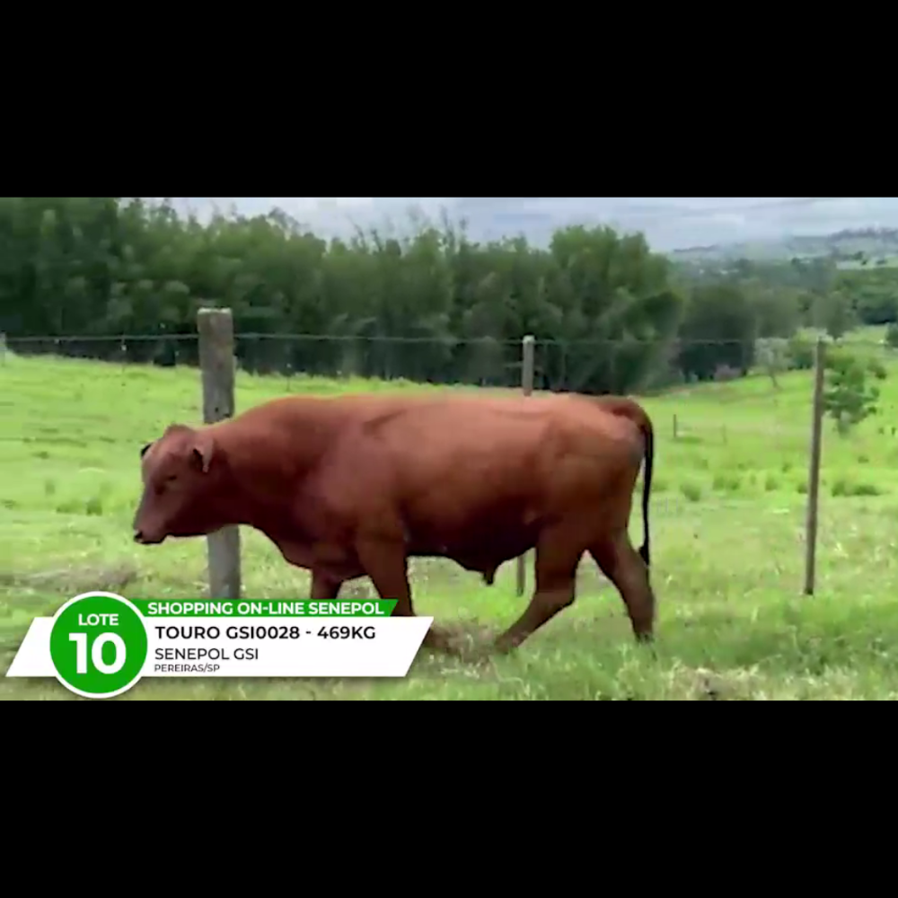 LOTE 10 CUMARU DO CCRP FIV