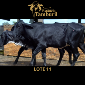 LOTE 11 - AGBR-0566 / AGBR-0555 / AGBR-0537