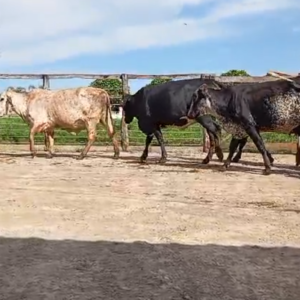Venda direta 15 novilhas Fiv