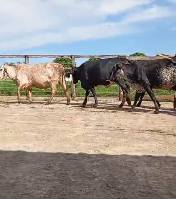 Venda direta 15 novilhas Fiv