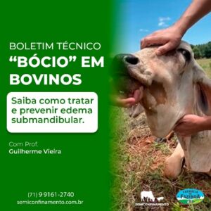 Boletim Técnico Bócio ( papeira) em Bovinos