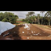 15.000 KG DE SILAGEM DE MILHO - Image 7