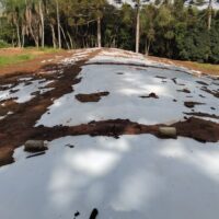 15.000 KG DE SILAGEM DE MILHO - Image 5