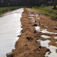 15.000 KG DE SILAGEM DE MILHO - Image 3