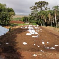 15.000 KG DE SILAGEM DE MILHO - Image 2