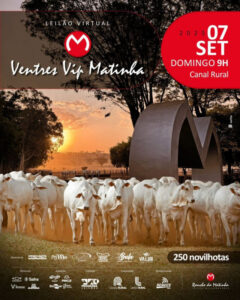 leilao-virtual-ventres-vip-matinha