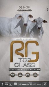 leilao-virtual-femeas-rg-top-class