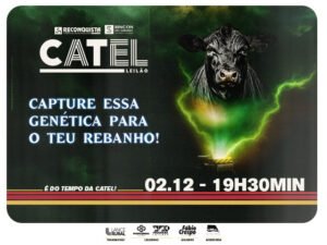 leilao-virtual-catel
