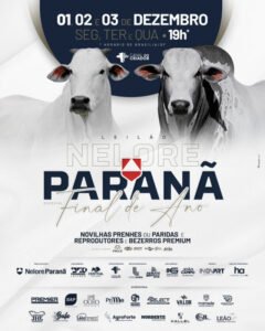 leilao-virtual-nelore-parana-especial-final-de-ano