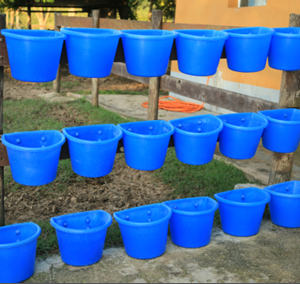 Lote 138 - 30 COCHOS