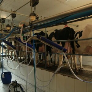 Lote 113 - ORDENHA COMPLETA