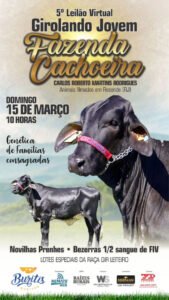 5-leilao-virtual-girolando-jovem-fazenda-cachoeira