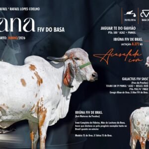 Lote 25 - Ariana Fiv Do Basa