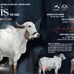 Lote 02 - Paris Fiv Snsc
