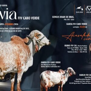 Lote 15 - Gávia Fiv Cabo Verde