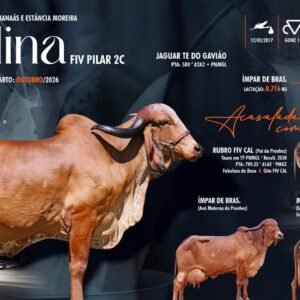 Lote 20 - Colina Fiv Pilar 2C