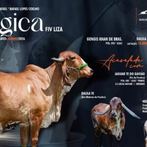 Lote 24 - Bélgica Fiv Liza