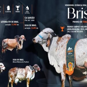 Lote 12 - Brisa Fiv USA