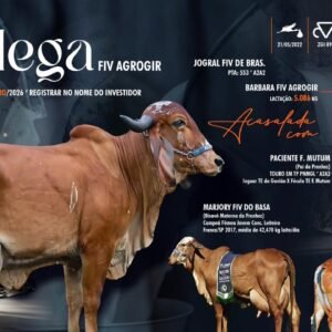 Lote 27 - Galega Fiv Agrogir