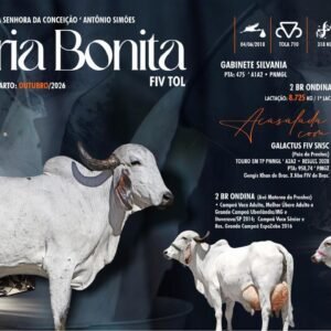 Lote 03 - Maria Bonita Fiv Tol