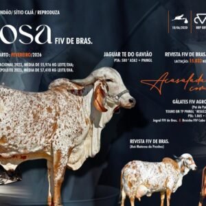 Lote 14 - Viçosa Fiv De Bras