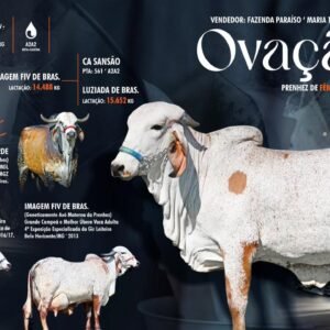 Lote 06 - Ovação TN III