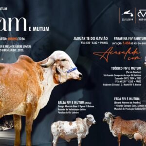 Lote 11 - Spam F. Mutum