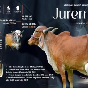 Lote 19 - Jurema Fiv FUB