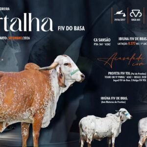 Lote 05 - Bertalha Fiv do Basa