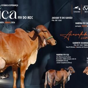 Lote 33 - África Fiv Do MZC