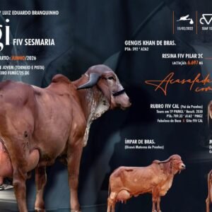 Lote 32 - Gigi Fiv Sesmaria