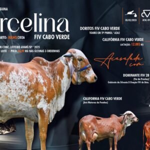 Lote 28 - Marcelina Fiv Cabo Verde