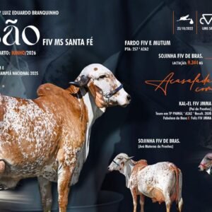 Lote 31 - Ilusão Fiv MS Santa Fé