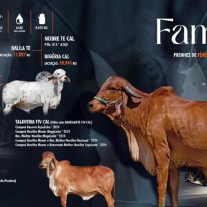 Lote 18 - Fama Fiv F2