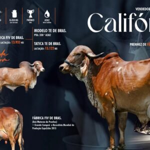 Lote 10 - Califórnia Fiv do Basa